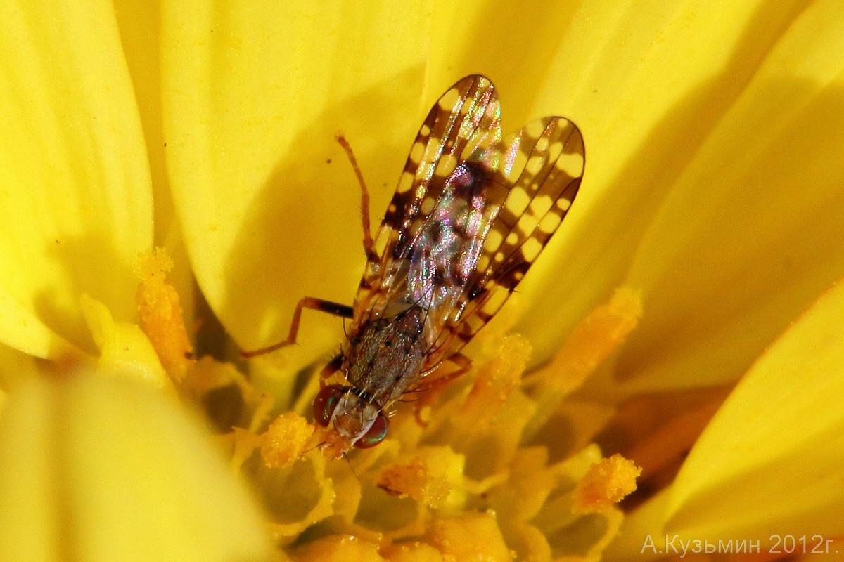 Campiglossa producta