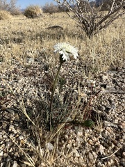 Chaenactis fremontii