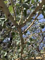 Ceanothus leucodermis