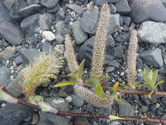 Salix sitchensis