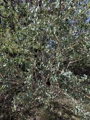 Ceanothus leucodermis