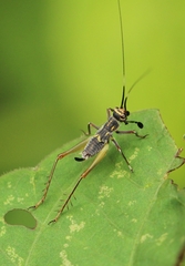 Phylloscyrtus amoenus