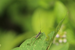 Phylloscyrtus amoenus