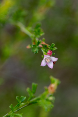 Cyanothamnus anemonifolius