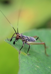 Phylloscyrtus amoenus