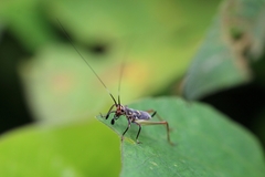 Phylloscyrtus amoenus