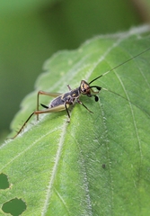 Phylloscyrtus amoenus
