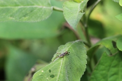 Phylloscyrtus amoenus