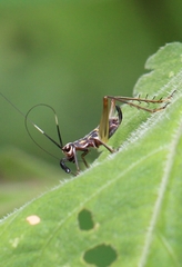 Phylloscyrtus amoenus