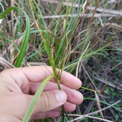 Rhynchospora inundata