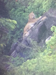 Panthera pardus kotiya