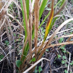 Rhynchospora inundata