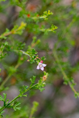 Cyanothamnus anemonifolius