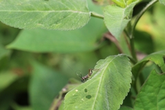 Phylloscyrtus amoenus
