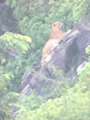 Panthera pardus kotiya