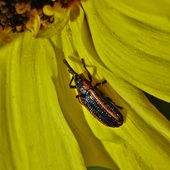 Microrhopala rubrolineata