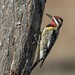 Yellow-bellied Sapsucker - Photo (c) bwood708, some rights reserved (CC BY-NC), uploaded by bwood708