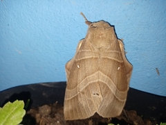 Lebeda nobilis