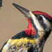 Yellow-bellied Sapsucker - Photo (c) bwood708, some rights reserved (CC BY-NC), uploaded by bwood708