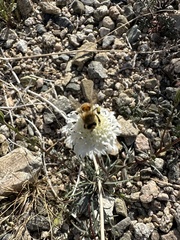 Chaenactis fremontii