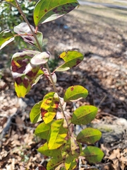 Ligustrum japonicum