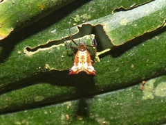 Micrathena triangularis