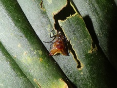 Micrathena triangularis