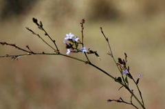 Plumbago pulchella
