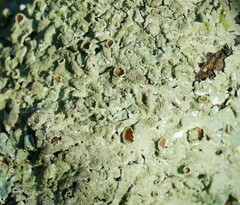 Punctelia missouriensis