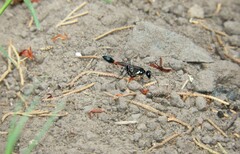 Eremnophila
