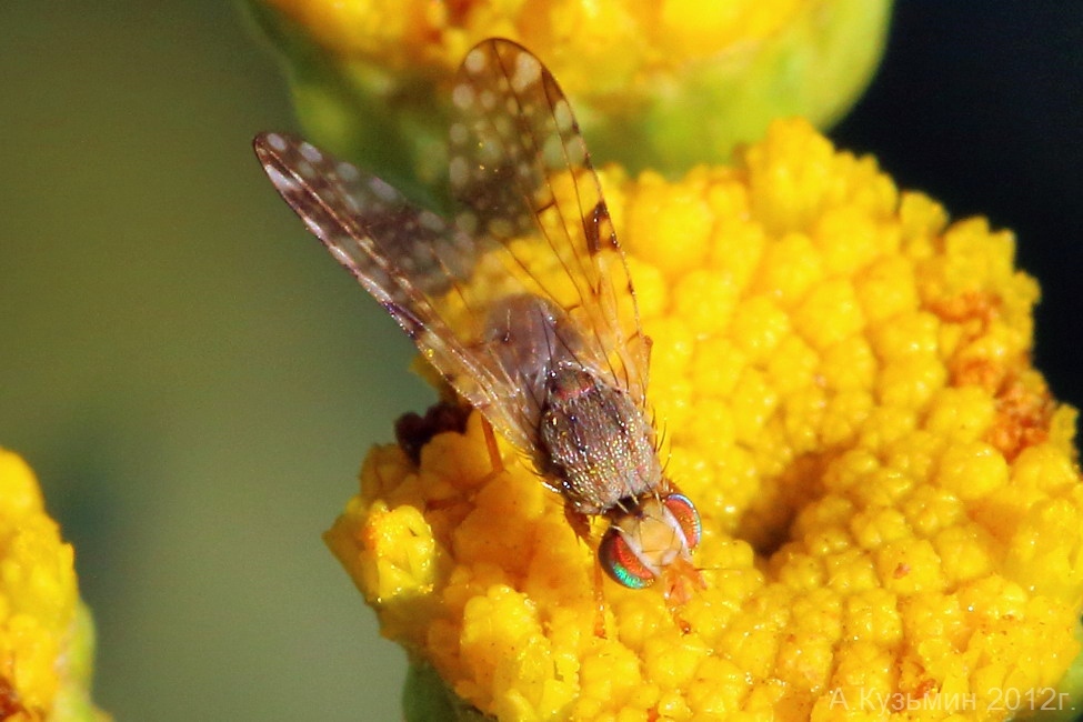 Campiglossa (Dioxyna) bidentis