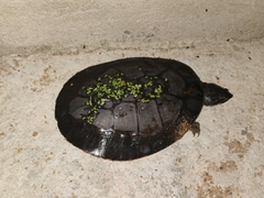 Phrynops geoffroanus