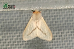 Lemyra anormala
