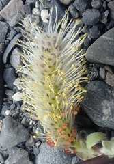 Salix sitchensis