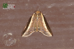 Lophoptera squammigera