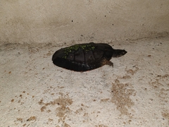 Phrynops geoffroanus