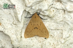 Spilosoma strigatula