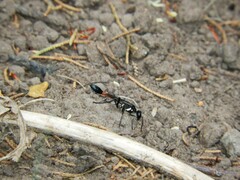 Eremnophila