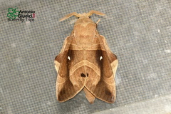 Lebeda nobilis