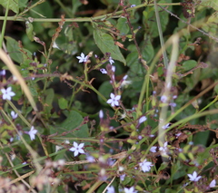 Plumbago pulchella