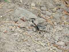 Eremnophila