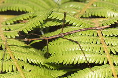 Clitarchus hookeri
