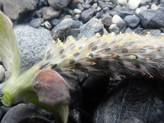 Salix sitchensis