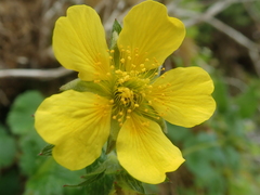 Geum calthifolium