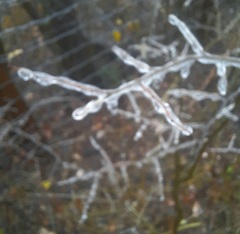 Forestiera pubescens