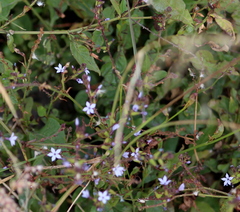 Plumbago pulchella