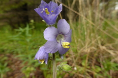Polemonium acutiflorum