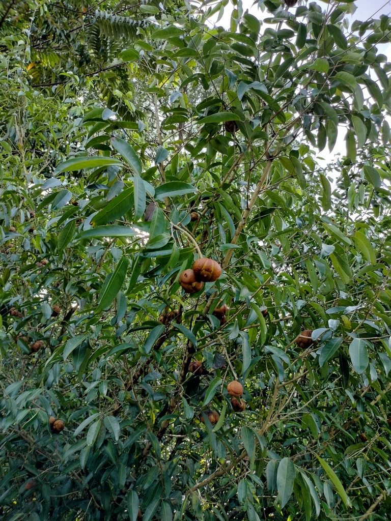 Kayea ferruginea