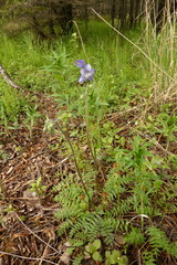 Polemonium acutiflorum