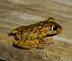 Pristimantis verecundus